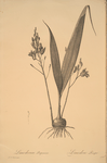 Limodorum purpureum