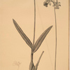 Epidendrum bifidum
