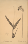 Epidendrum bifidum