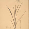 Ixia anemonae flora