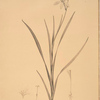 Ixia anemonae flora