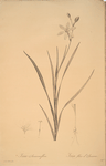 Ixia anemonae flora