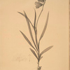 Ixia hyalina