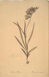 Ixia hyalina