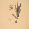 Gladiolus plicatus