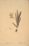 Gladiolus plicatus