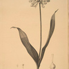 Allium Moly