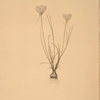 Allium moschatum