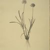 Allium carolinianum