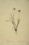Allium carolinianum
