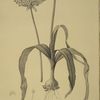 Allium nigrum