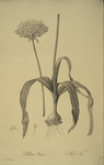 Allium nigrum