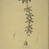 Lilium philadelphicum