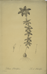 Lilium philadelphicum