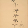 Lilium penduliflorum