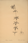 Lilium penduliflorum