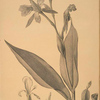 Canna flaccida