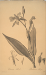 Canna flaccida