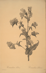 Commelina tuberosa