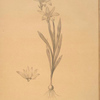 Ixia Liliago