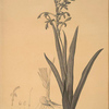 Antholyza aethiopica