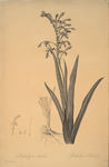 Antholyza aethiopica