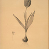 Tulipa suaveolens