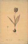 Tulipa suaveolens