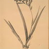 Gladiolus cardinalis
