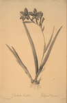 Gladiolus cardinalis