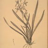 Epidendrum sinense