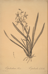 Epidendrum sinense