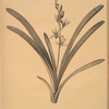Cymbidium aloifolium