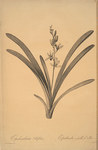 Cymbidium aloifolium