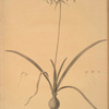 Amaryllis undulata