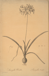 Amaryllis undulata