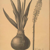 Scilla maritima