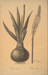 Scilla maritima