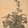 Aletris fragrans