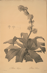 Aletris fragrans