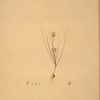 Allium obtusiflorum