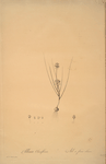 Allium obtusiflorum