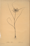 Allium flavum