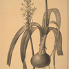 Ornithogalum longibracteatum