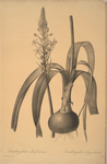 Ornithogalum longibracteatum