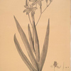 Belamcanda