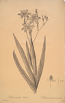 Belamcanda