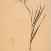 Gladiolus undulatus