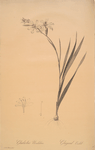 Gladiolus undulatus