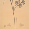 Gladiolus ringens